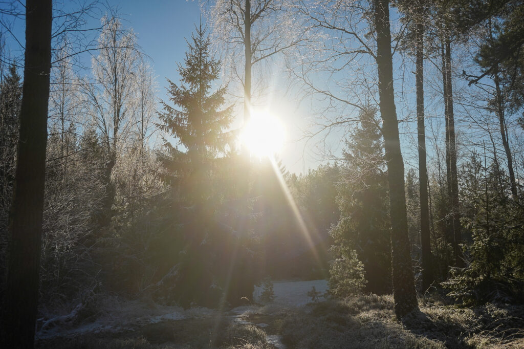 Forest Sound Walk