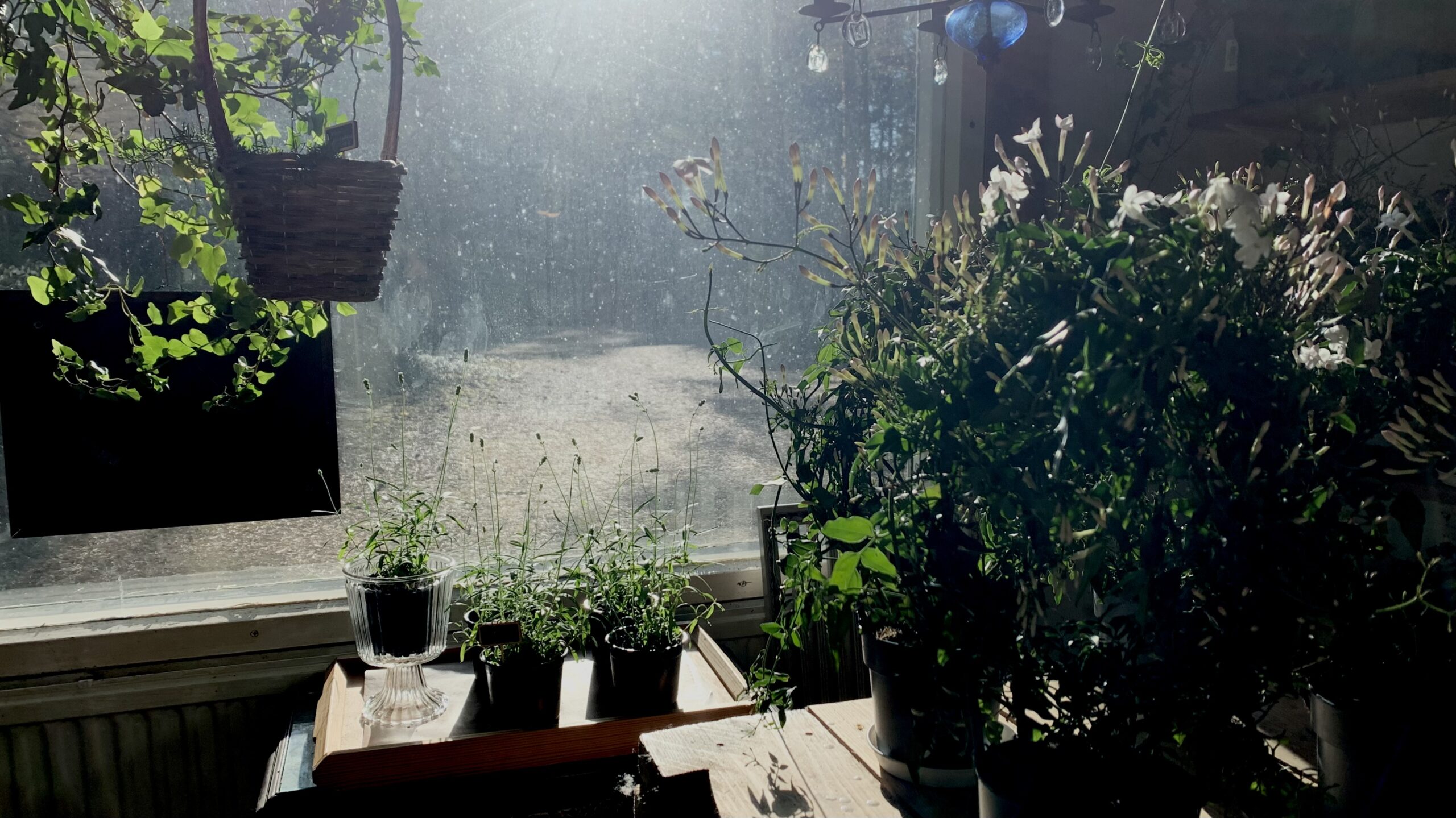 Jasmine and lavender plants bathing in the evening sun by the workshop window.